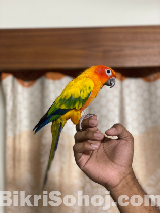 Sun conure red facktor
